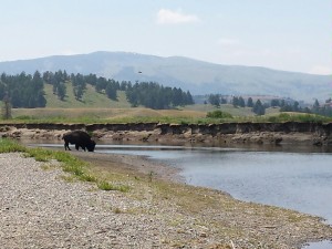 Slough Bison