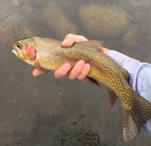 Depuy's Cutbow by Chandler